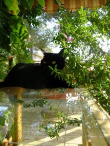 1935671_156595376677_2648480_n