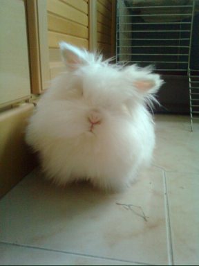 15056484_1105734449543479_542289459752225778_n